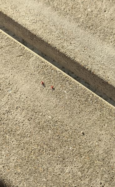 コンクリートにいる赤い小さな虫は何の虫 答えは アカダニ です じょにろぐ